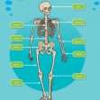 KS2 Science: Biology: Our Bodies, How They Grow & Move