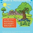 CE/KS3 Science: Biology: Plants & Photosynthesis
