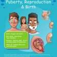 CE/KS3 Science: Biology: Puberty, Reproduction & Birth