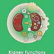 GCSE/KS4 Biology: Kidney Function
