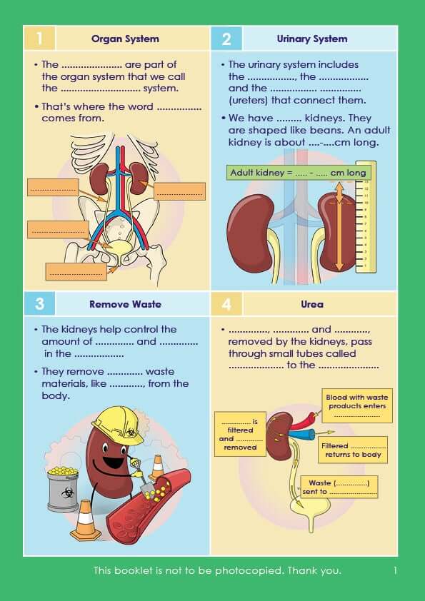 GCSE/KS4 Biology Kidney Function Resources For Dyslexics