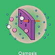 GCSE/KS4 Biology: Osmosis