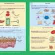 GCSE/KS4 Biology: Cell Biology