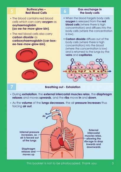 GCSE/KS4 Biology: The Cardiovascular and Respiratory System